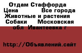 Отдам Стаффорда › Цена ­ 2 000 - Все города Животные и растения » Собаки   . Московская обл.,Ивантеевка г.